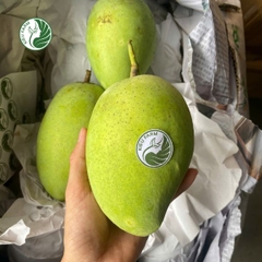 Xoài Cát Chu xanh