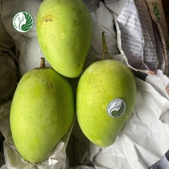 Xoài Cát Chu xanh