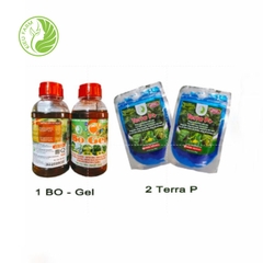 Combo phân bón giúp ra hoa đồng loạt - Đậu trái và chống rụng trái non