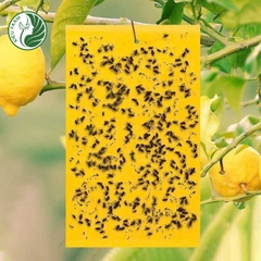 Cuộn bẫy côn trùng màu vàng Kieufarm