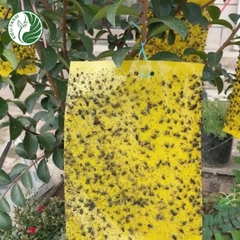 Cuộn bẫy côn trùng màu vàng Kieufarm