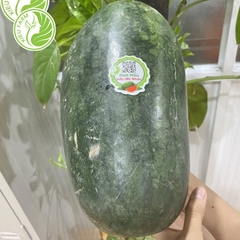Dưa Hấu Hắc Mỹ Nhân_KIEUFARM