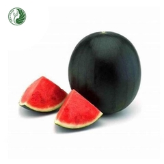 Dưa hấu Tiểu Hắc Long