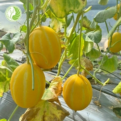 Dưa lê Hàn Quốc