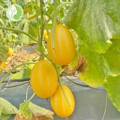 Dưa lê Hàn Quốc