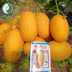 Hạt giống dưa lưới Diva15_Phú Điền Seeds