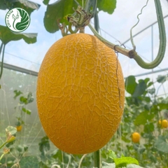 Hạt giống dưa lưới Diva15_Phú Điền Seeds
