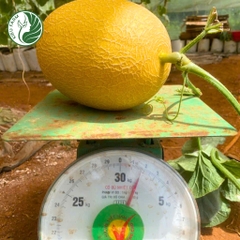 Hạt giống dưa lưới Diva15_Phú Điền Seeds