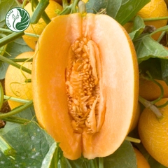 Hạt giống dưa lưới Diva15_Phú Điền Seeds
