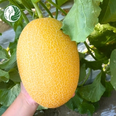 Hạt giống dưa lưới Diva15_Phú Điền Seeds