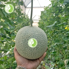 Hạt giống dưa lưới Yukang