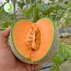 Hạt giống dưa lưới Yukang