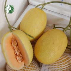 Dưa Lưới Vỏ Vàng VA74