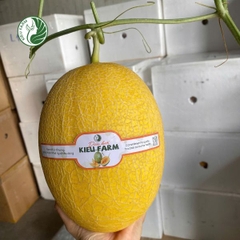 Dưa Lưới Vỏ Vàng VA74