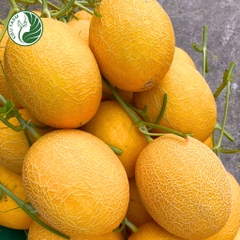 Hạt giống dưa lưới Hami88_Greenfields