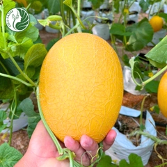 Hạt giống dưa lưới Hami88_Greenfields