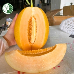 Hạt giống dưa lưới Hami88_Greenfields