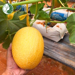 Hạt giống dưa lưới Hami88_Greenfields
