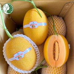 Hạt giống dưa lưới Hami88_Greenfields