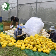 Hạt giống dưa lê Hàn Quốc_KIEUFARM