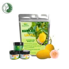 Hạt giống dưa lưới Hami88_Greenfields