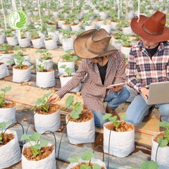 Hạt giống dưa lê Hồng Ngọc Kieufarm