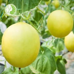 Hạt giống dưa lê Hồng Ngọc Kieufarm