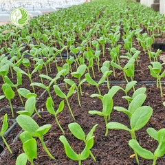 Hạt giống dưa lê Hồng Ngọc Kieufarm