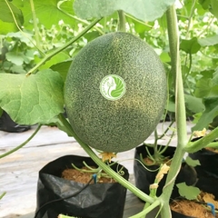 Hạt giống dưa lưới T-One - 1 hạt