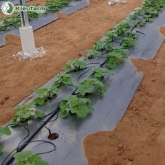 Hệ thống tưới hoàn thiện Kieufarm