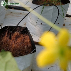 Hệ thống tưới hoàn thiện Kieufarm