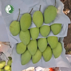 Xoài cát Hòa Lộc