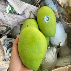 Xoài cát Hòa Lộc