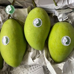 Xoài cát Hòa Lộc