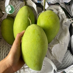 Xoài cát Hòa Lộc