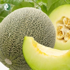 Dưa lưới ruột xanh Ichiba giống Nhật