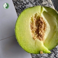 Dưa lưới ruột xanh Ichiba giống Nhật