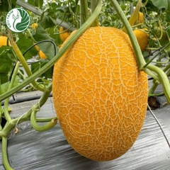 Hạt giống dưa lưới KF25_KIEUFARM