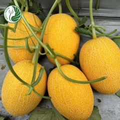 Hạt giống dưa lưới KF25_KIEUFARM