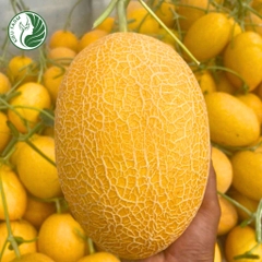 Hạt giống dưa lưới KF25_KIEUFARM