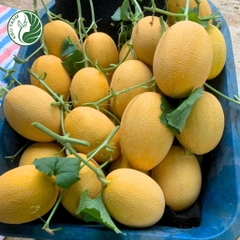 Hạt giống dưa lưới KF25_KIEUFARM