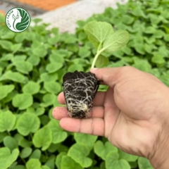 Khay nhựa ươm hạt - loại 50 lỗ