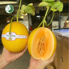 Dưa Lê Kim Hoàng Hậu