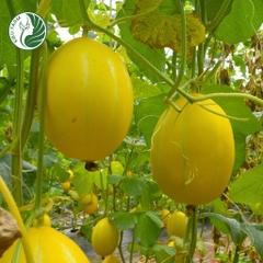 Hạt giống dưa lê Hàn Quốc_KIEUFARM