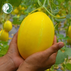 Hạt giống dưa lê Hàn Quốc_KIEUFARM