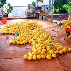 Hạt giống dưa lê Hàn Quốc_KIEUFARM