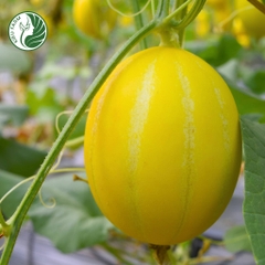 Hạt giống dưa lê Hàn Quốc_KIEUFARM