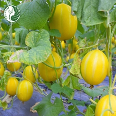 Hạt giống dưa lê Hàn Quốc_KIEUFARM