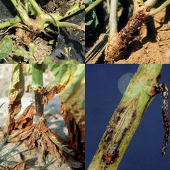Phân bón hữu cơ lân 2 chiều -  KIEUFARM