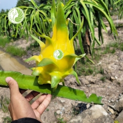 Thanh long vàng